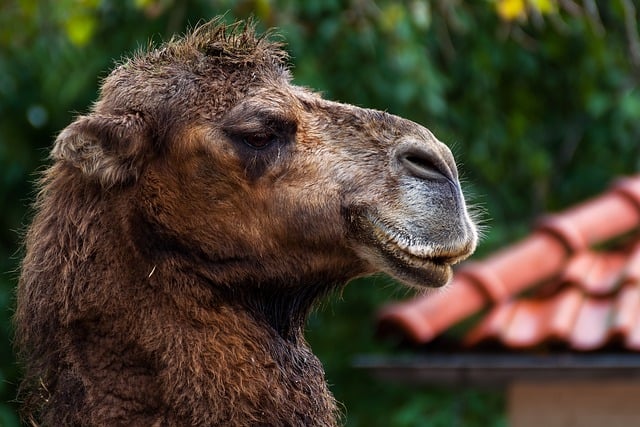 Free download camel animal mammal species fauna free picture to be edited with GIMP free online image editor