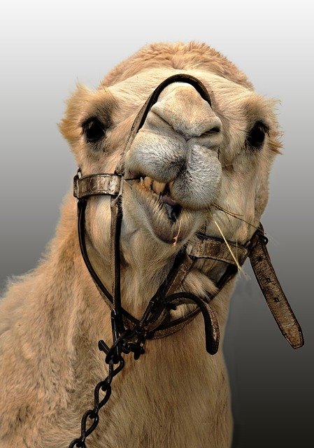 Free download Camel Animal Ruminant -  free photo or picture to be edited with GIMP online image editor