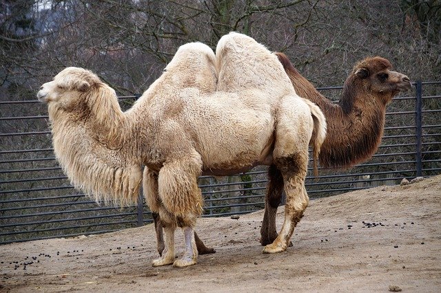 Free download Camel Animal Sahara -  free photo or picture to be edited with GIMP online image editor