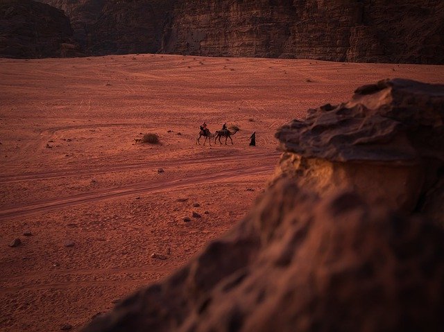 Template Photo Camel Animals Desert -  for OffiDocs