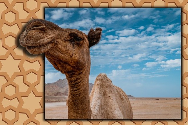 Free download Camel Arab Ornament -  free photo or picture to be edited with GIMP online image editor