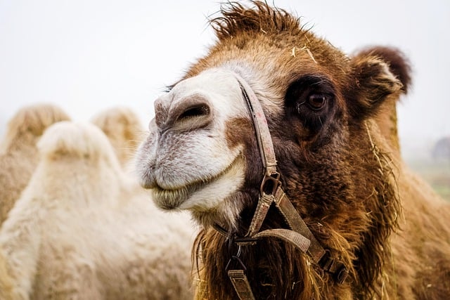 Free download camel bactrian camel animal fauna free picture to be edited with GIMP free online image editor
