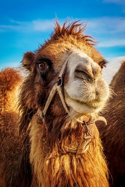 Free download camel bactrian camel mammal free picture to be edited with GIMP free online image editor