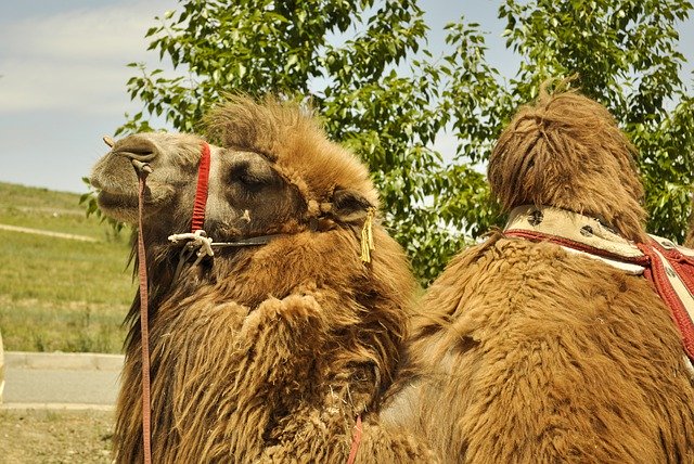 دانلود رایگان Camel Bactrian Mammal - عکس یا تصویر رایگان قابل ویرایش با ویرایشگر تصویر آنلاین GIMP