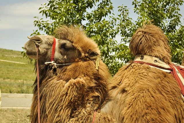 Muat turun percuma Camel Bactrian Mammal - foto atau gambar percuma untuk diedit dengan editor imej dalam talian GIMP