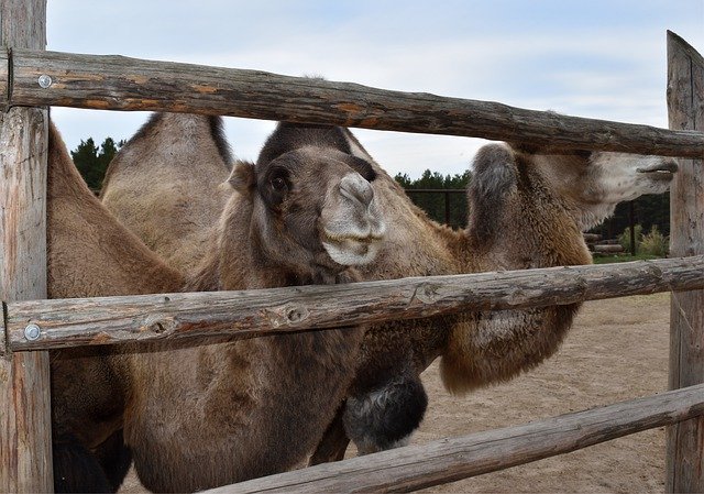 Gratis download Camel Bactrian Zoo Two - gratis gratis foto of afbeelding om te bewerken met GIMP online afbeeldingseditor