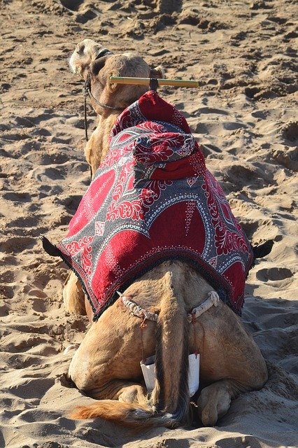 Free download Camel Beach Sand -  free photo or picture to be edited with GIMP online image editor