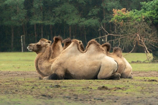 Free download Camel Beekse Bergen Hilvarenbeek -  free photo or picture to be edited with GIMP online image editor