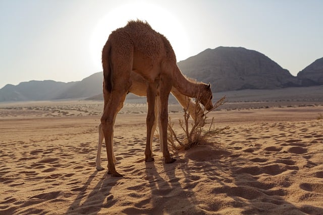 Free download camel desert sunset nature eating free picture to be edited with GIMP free online image editor