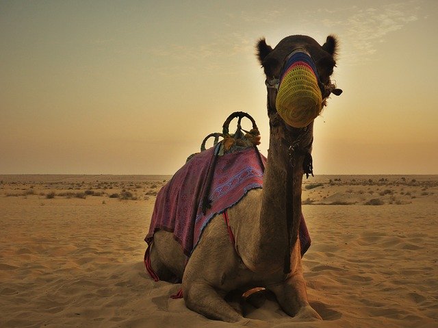 Free download camel dubai desert u a e dubai free picture to be edited with GIMP free online image editor