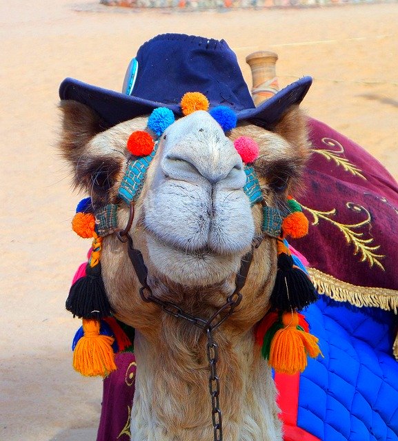 Free picture Camel Fun Hat -  to be edited by GIMP free image editor by OffiDocs