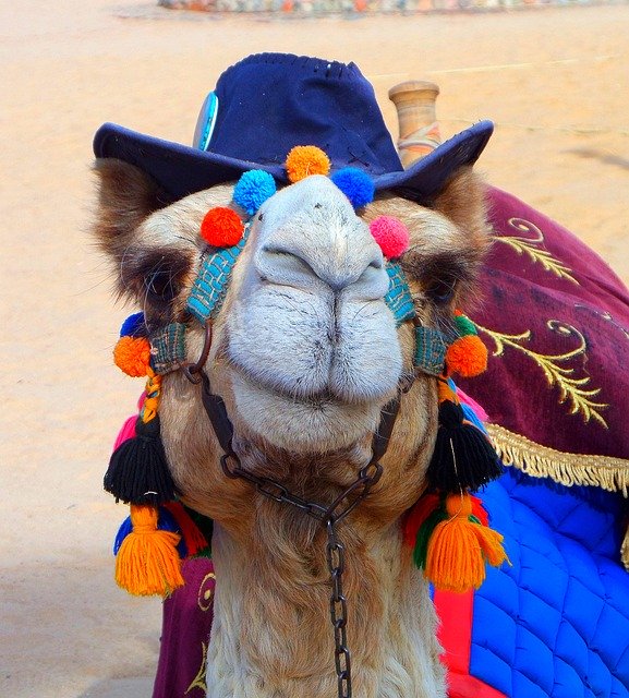 Free download Camel Fun Hat -  free photo or picture to be edited with GIMP online image editor