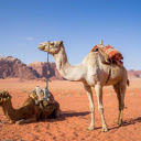 Camel in the desert  screen for extension Chrome web store in OffiDocs Chromium