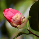 Camellia bud  screen for extension Chrome web store in OffiDocs Chromium