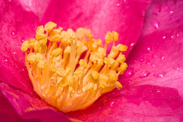 Free download camellia camellia blossom blossom free picture to be edited with GIMP free online image editor