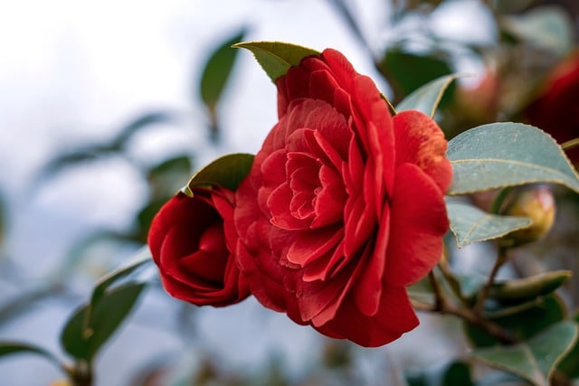 Free download camellia camellia blossom spring free picture to be edited with GIMP free online image editor