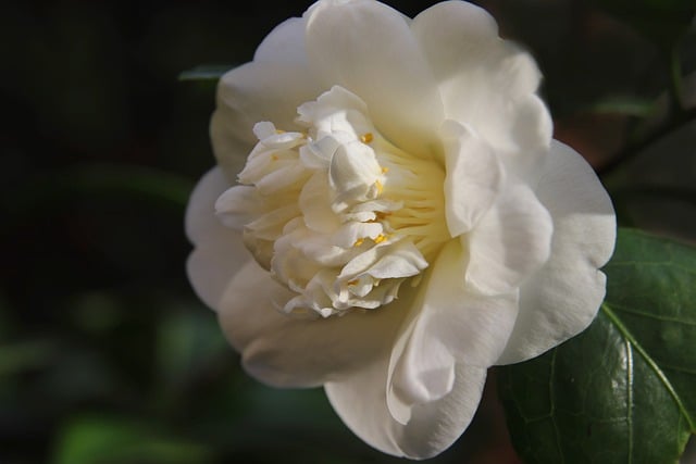 Free download camellia flower botany free picture to be edited with GIMP free online image editor