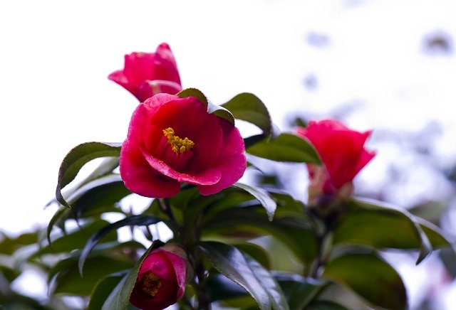 कैमेलिया फूल के फूल मुफ्त डाउनलोड करें - जीआईएमपी ऑनलाइन छवि संपादक के साथ संपादित करने के लिए मुफ्त फोटो या तस्वीर