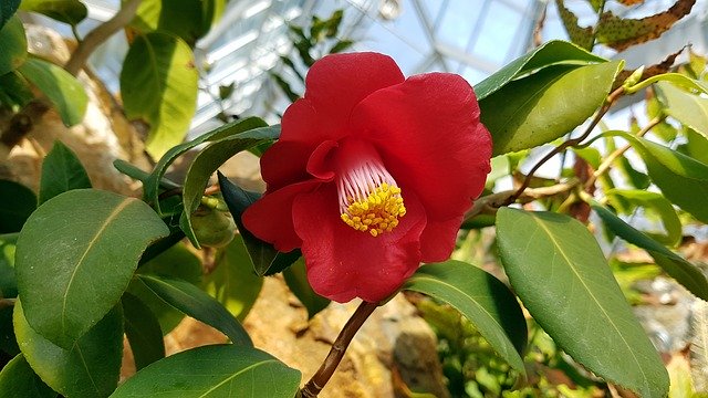 Muat turun percuma Camellia Flowers Nature - foto atau gambar percuma untuk diedit dengan editor imej dalam talian GIMP