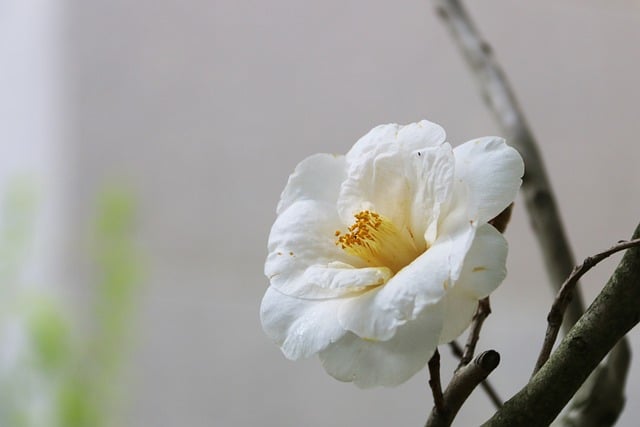 Free download camellia flower spring white flower free picture to be edited with GIMP free online image editor