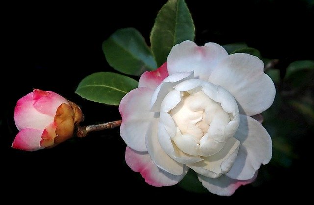 Unduh gratis Camellia Flower White Pink - foto atau gambar gratis untuk diedit dengan editor gambar online GIMP