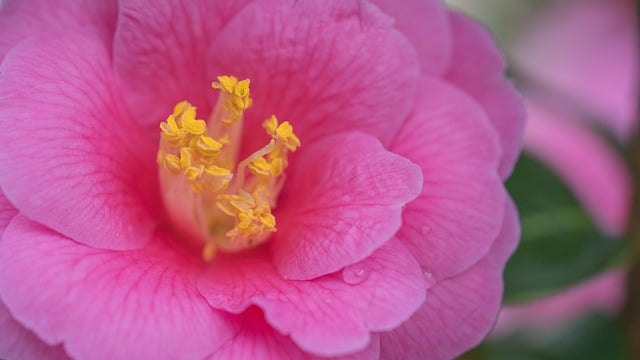 Free download camellia petals camellia blossom free picture to be edited with GIMP free online image editor