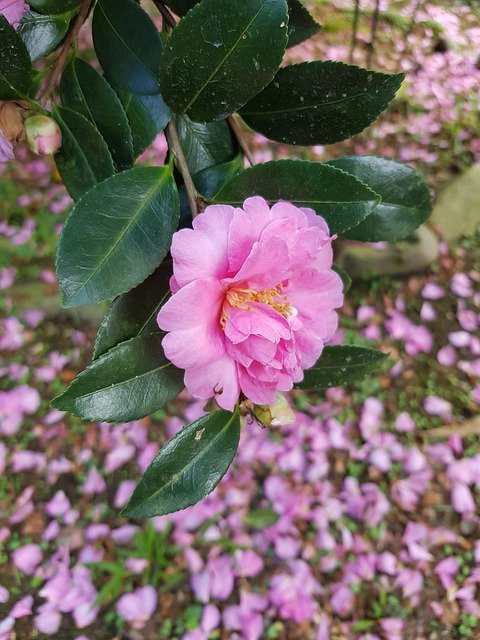Free download Camellia Pink Red -  free photo or picture to be edited with GIMP online image editor