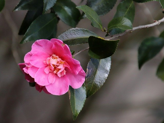 Bezpłatne pobieranie Camellia Pink Winter - bezpłatne zdjęcie lub obraz do edycji za pomocą internetowego edytora obrazów GIMP