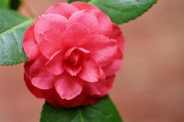 Free download camellia red flower blossom bloom free picture to be edited with GIMP free online image editor