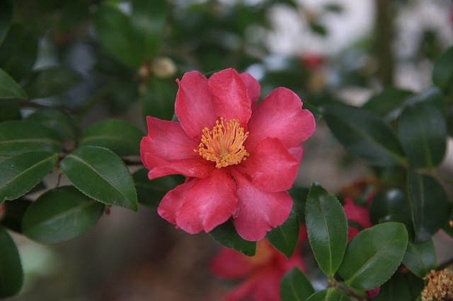 Free download Camellia Red Flowers -  free photo or picture to be edited with GIMP online image editor