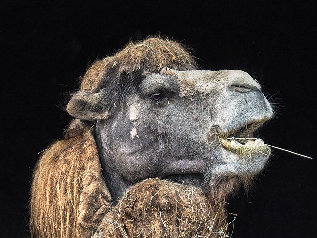 Muat turun percuma Camel Nature Cabárceno - foto atau gambar percuma untuk diedit dengan editor imej dalam talian GIMP