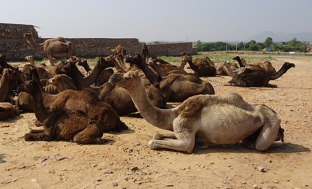 Free download Camel Pushkar Rajasthan -  free free photo or picture to be edited with GIMP online image editor
