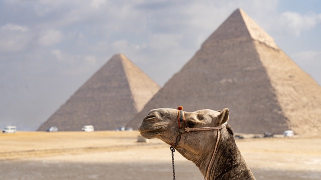 Free download camel pyramid egypt desert animal free picture to be edited with GIMP free online image editor
