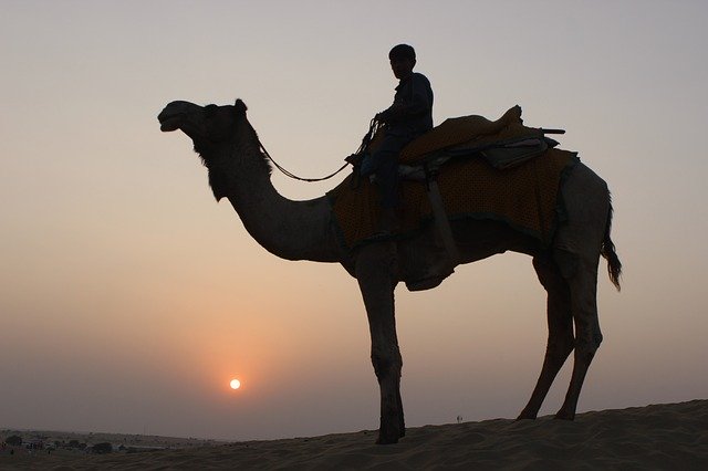 Free picture Camel Safari Desert -  to be edited by GIMP free image editor by OffiDocs