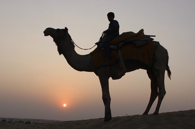 Unduh gratis Camel Safari Desert - foto atau gambar gratis untuk diedit dengan editor gambar online GIMP