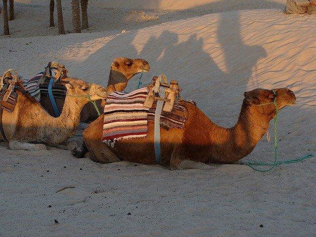 Free download Camel Sand Desert -  free photo or picture to be edited with GIMP online image editor