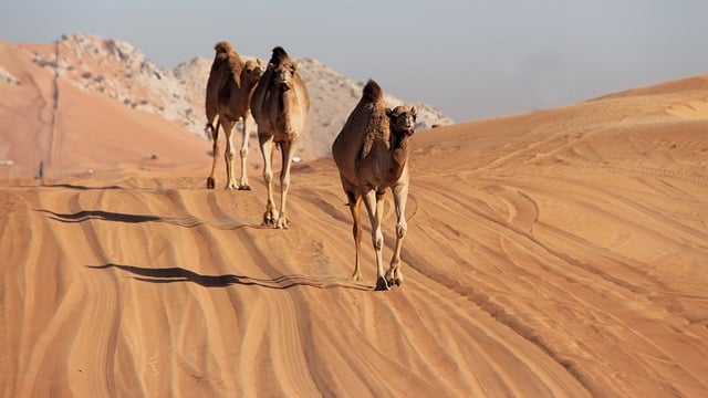 Free download camels desert survival free picture to be edited with GIMP free online image editor