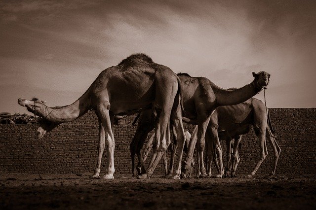 Скачать бесплатно Camels Egypt Hue - бесплатное фото или изображение для редактирования с помощью онлайн-редактора изображений GIMP