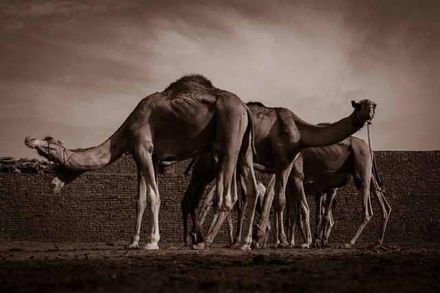 Muat turun percuma Caels Egypt Hue - foto atau gambar percuma untuk diedit dengan editor imej dalam talian GIMP