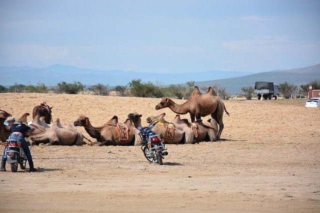 Free download Camels Gobi Mongolia -  free photo or picture to be edited with GIMP online image editor