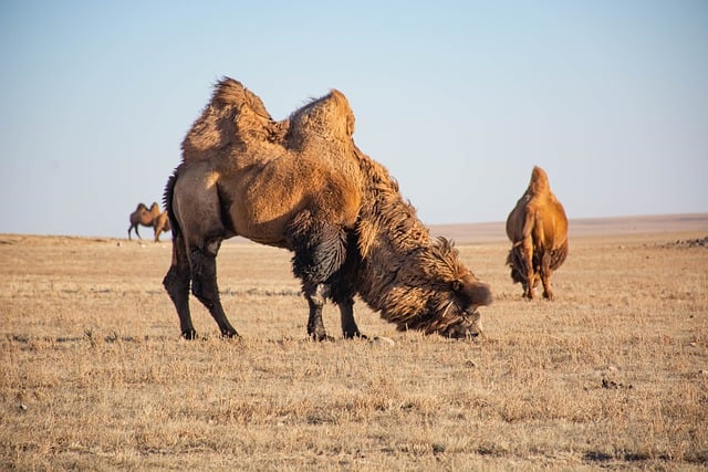 Free download camels herd animals mongolia free picture to be edited with GIMP free online image editor