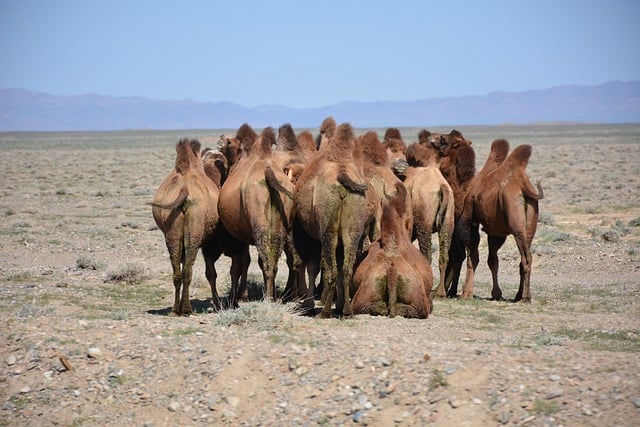 Free download camels herd gobi mongolia rural free picture to be edited with GIMP free online image editor