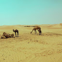 Camels in the Desert  screen for extension Chrome web store in OffiDocs Chromium
