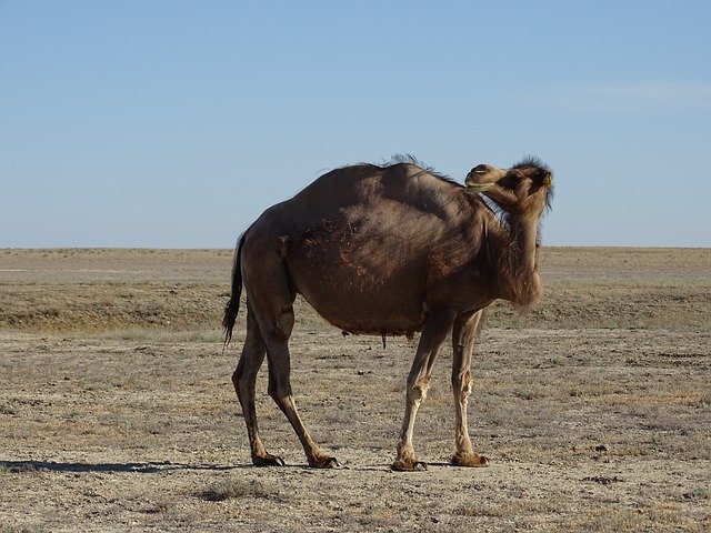 Free download Camel Steppe Desert -  free photo or picture to be edited with GIMP online image editor