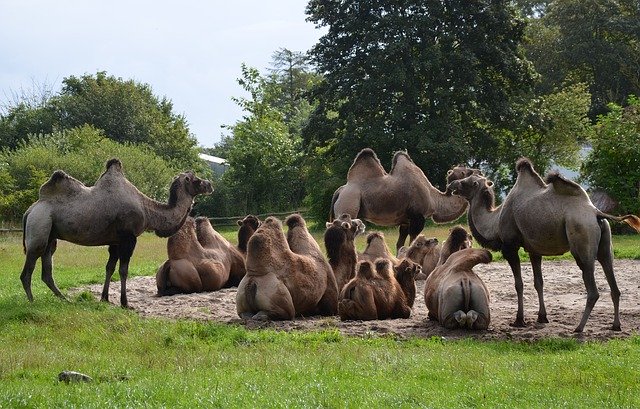 Free download Camels Zoo Safari -  free photo or picture to be edited with GIMP online image editor