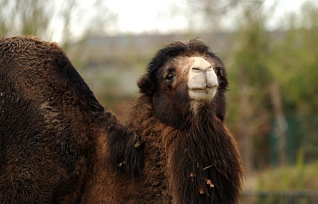 Free download camel zoo animal nature wildlife free picture to be edited with GIMP free online image editor