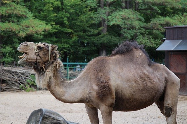 Template Photo Camel Zoo Wrocław -  for OffiDocs
