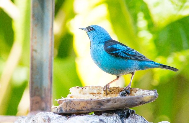 Free download came out of the blue birds nature free picture to be edited with GIMP free online image editor