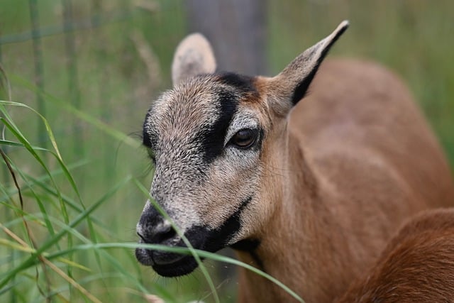 Free download cameroon sheep animal sheep mammal free picture to be edited with GIMP free online image editor