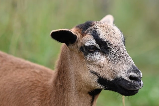 Free download cameroon sheep barbary sheep free picture to be edited with GIMP free online image editor